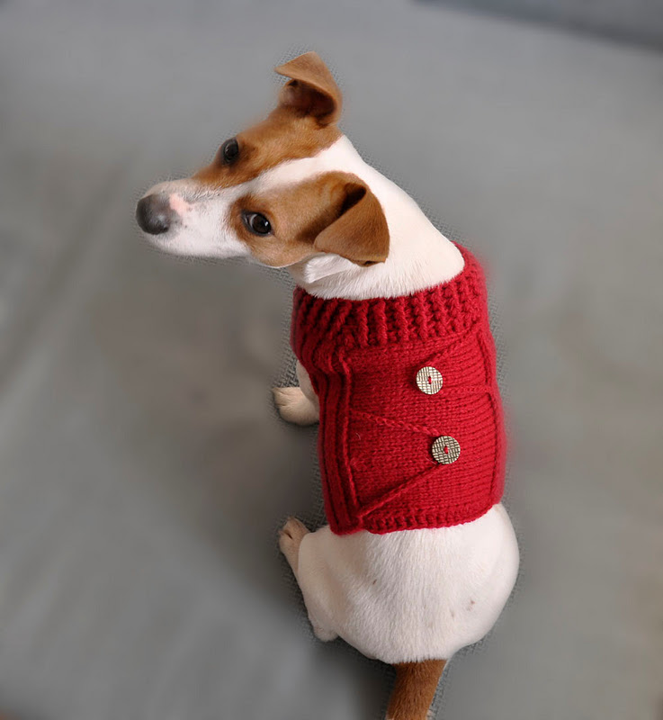 Örgü Köpek Elbiseleri Örgü Delisiyim
